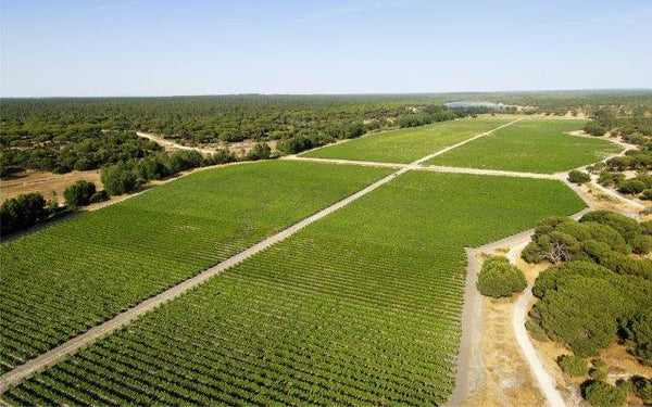 Aproveite Novamente 🍇 Bacalhôa Má Partilha | A melhor safra já provada por ADEGA.