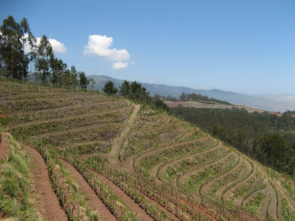 Vinho da Henriques & Henriques Madeira, mais longevo do mundo.