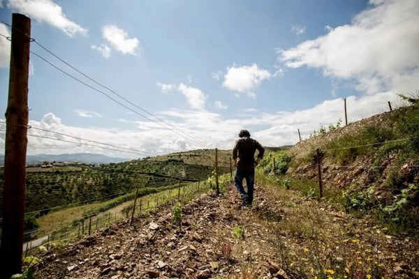 Destaque do Douro 🍇 no ADEGA Portugal Guia de Vinhos 2023