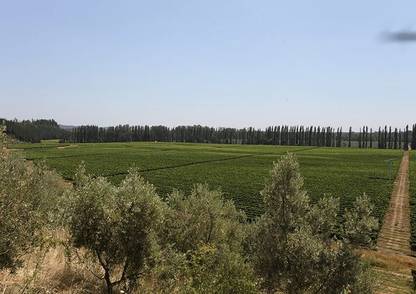 🍇 A nobreza da Riesling | ótima pedida para dias quentes