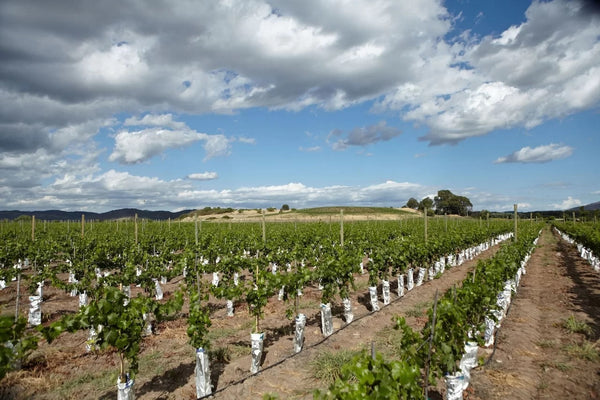 🍇 Conheça a história da Cabernet Sauvignon.