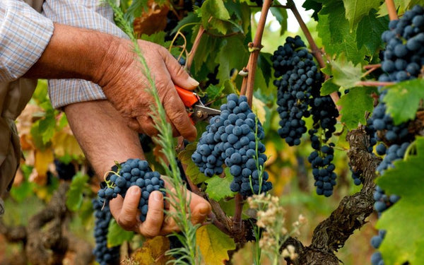 🍷 Primitivo! Conheça a origem da uva que caiu no gosto brasileiro.