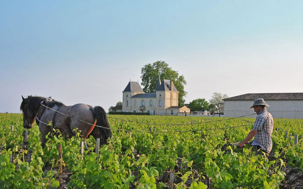 🍇 Simplesmente Château Margaux!