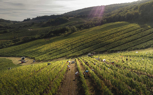 🍇 Jura, mais uma joia da coroa francesa.