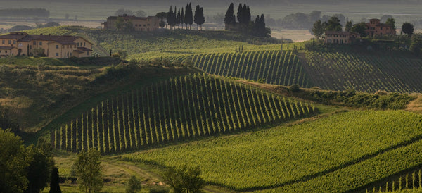 🍇 Chianti Orgânico com assinatura de Alberto Antonini.