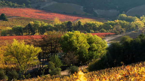 🍇 Apalta, o mítico terroir chileno.